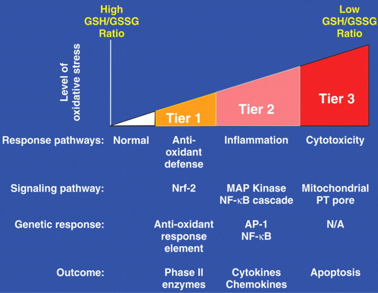 Magnesium Fact Sheet The Root Cause Protocol